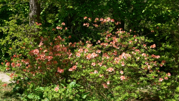 Bois des Moutiers (203) Mai 2012